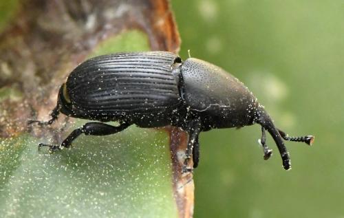 Scyphophorus acupunctatus